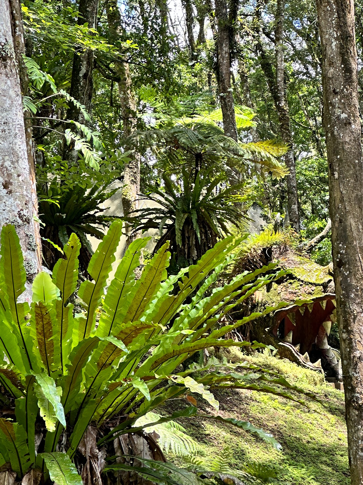 Park Fern Garden 63857