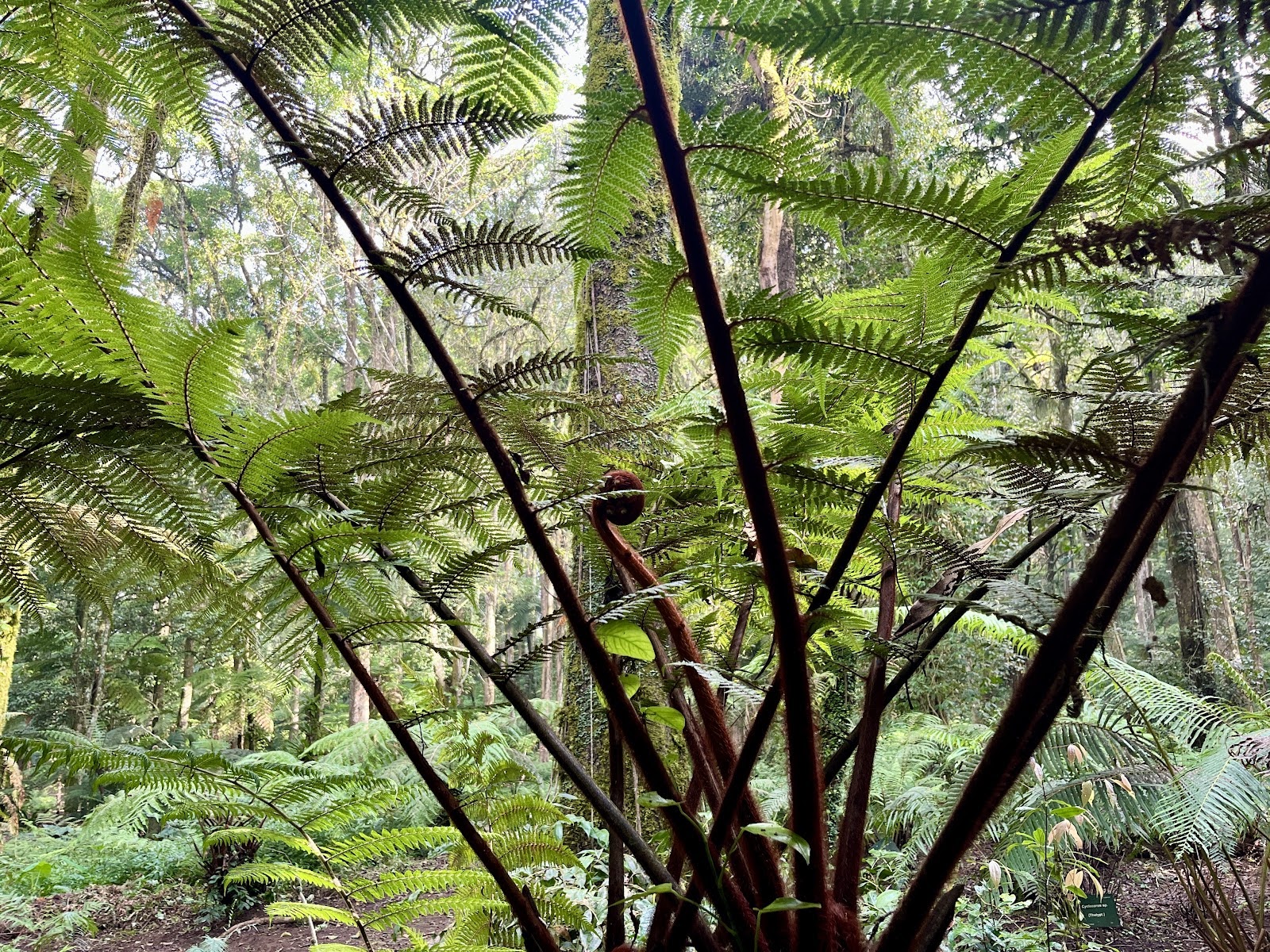 Fern Garden