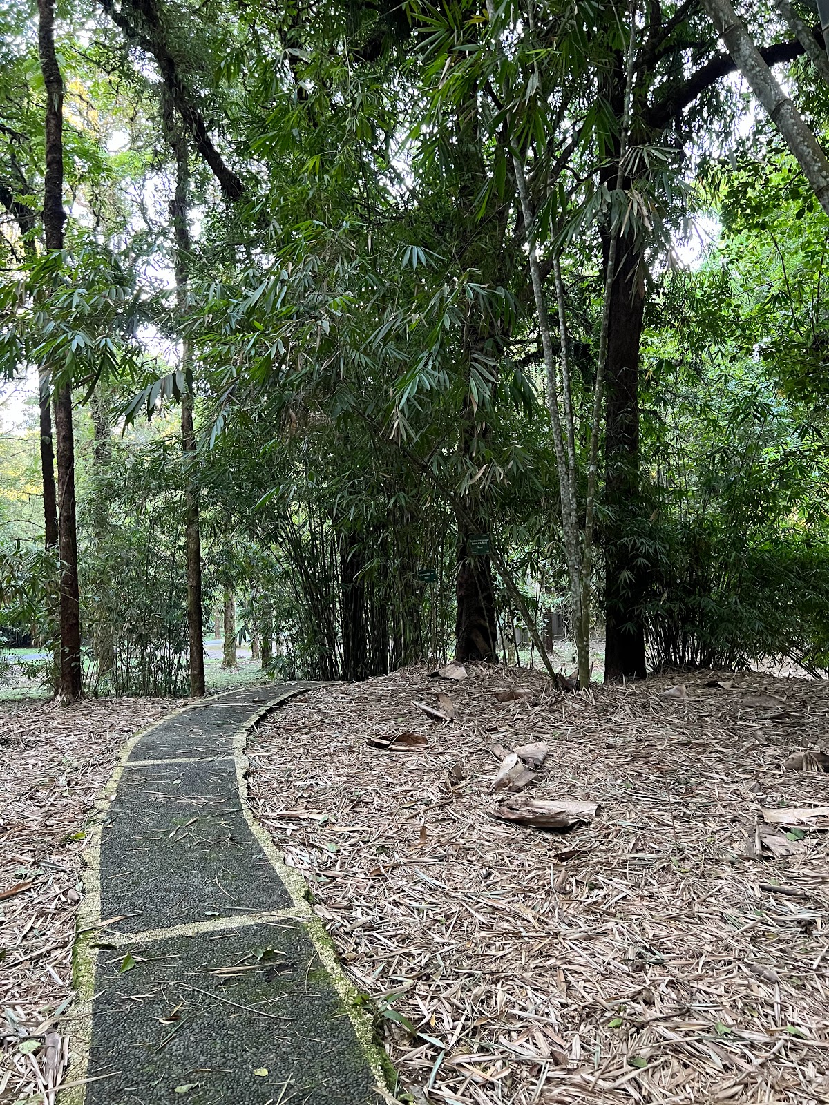 Fern Garden