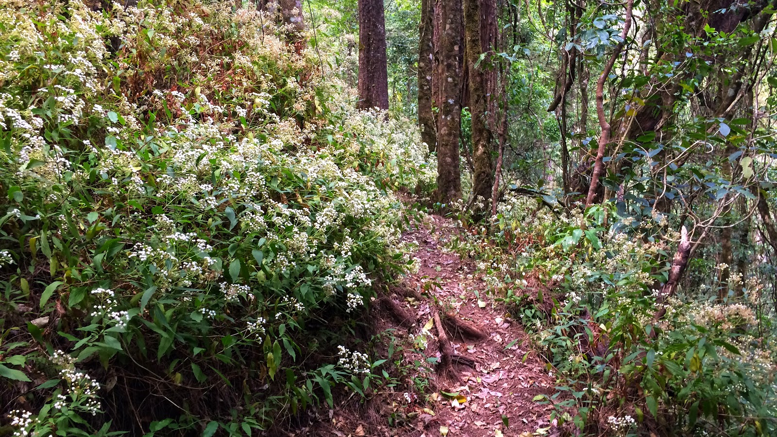 Mount Sengayang