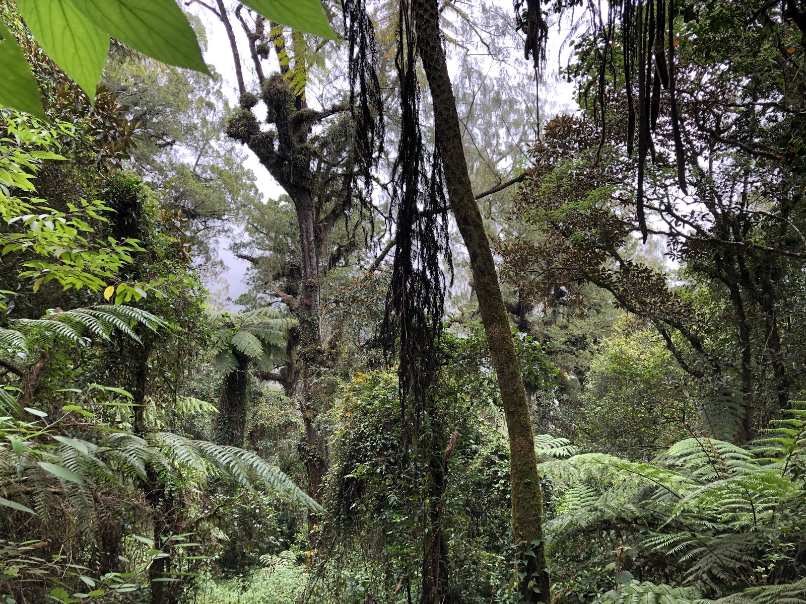 Walking route Gunung Catur 102174