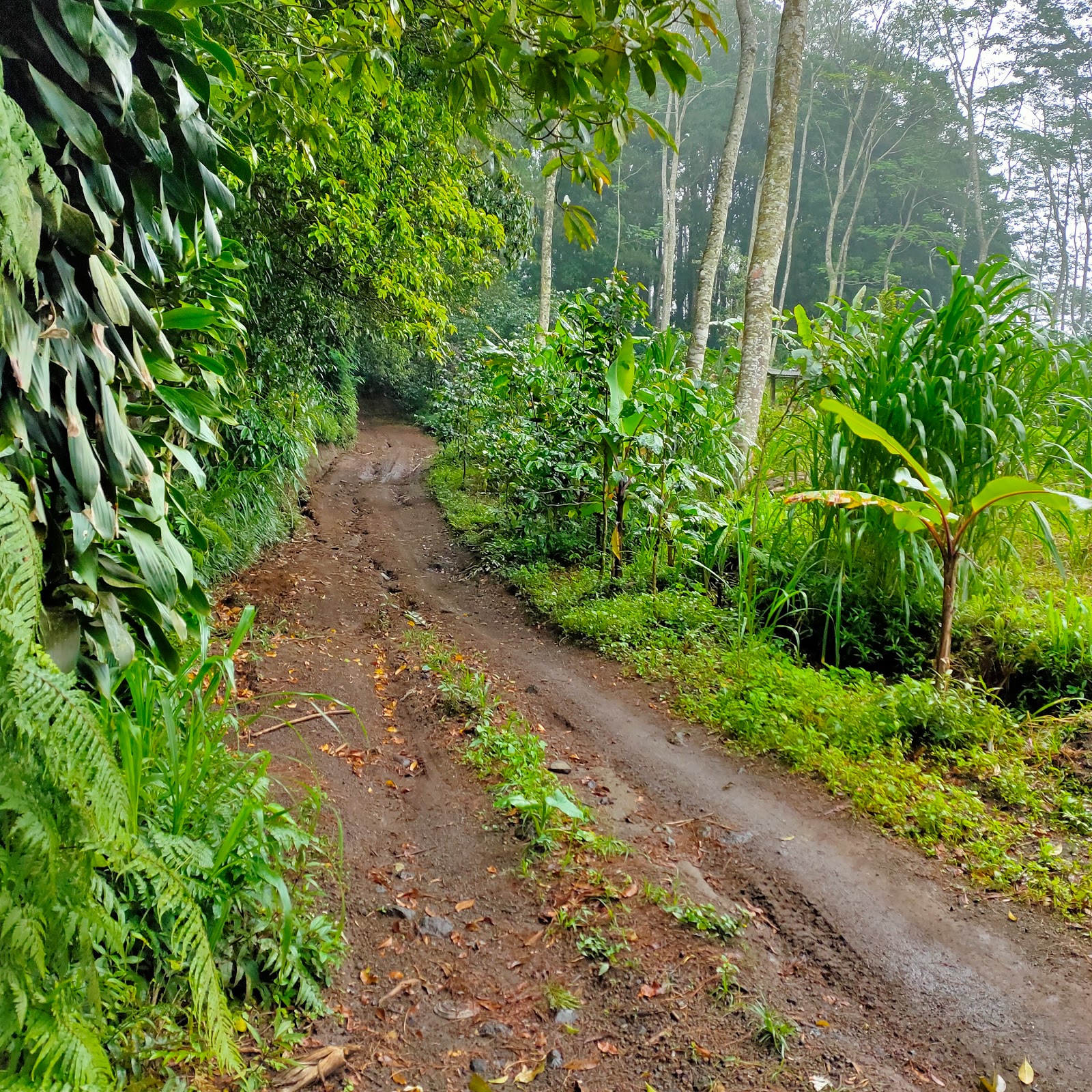 Mount Abang