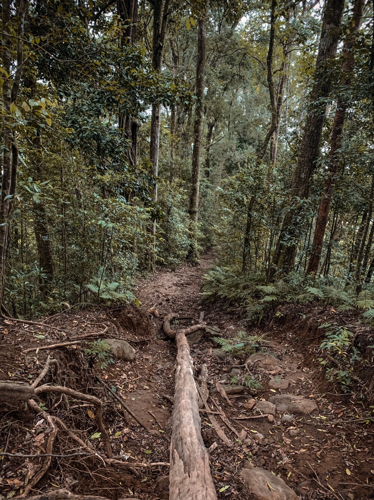 Walking route Mount Batukaru 101174