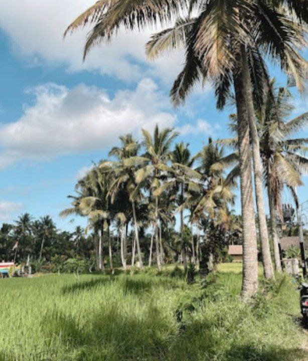 Path Through the Rice Fields