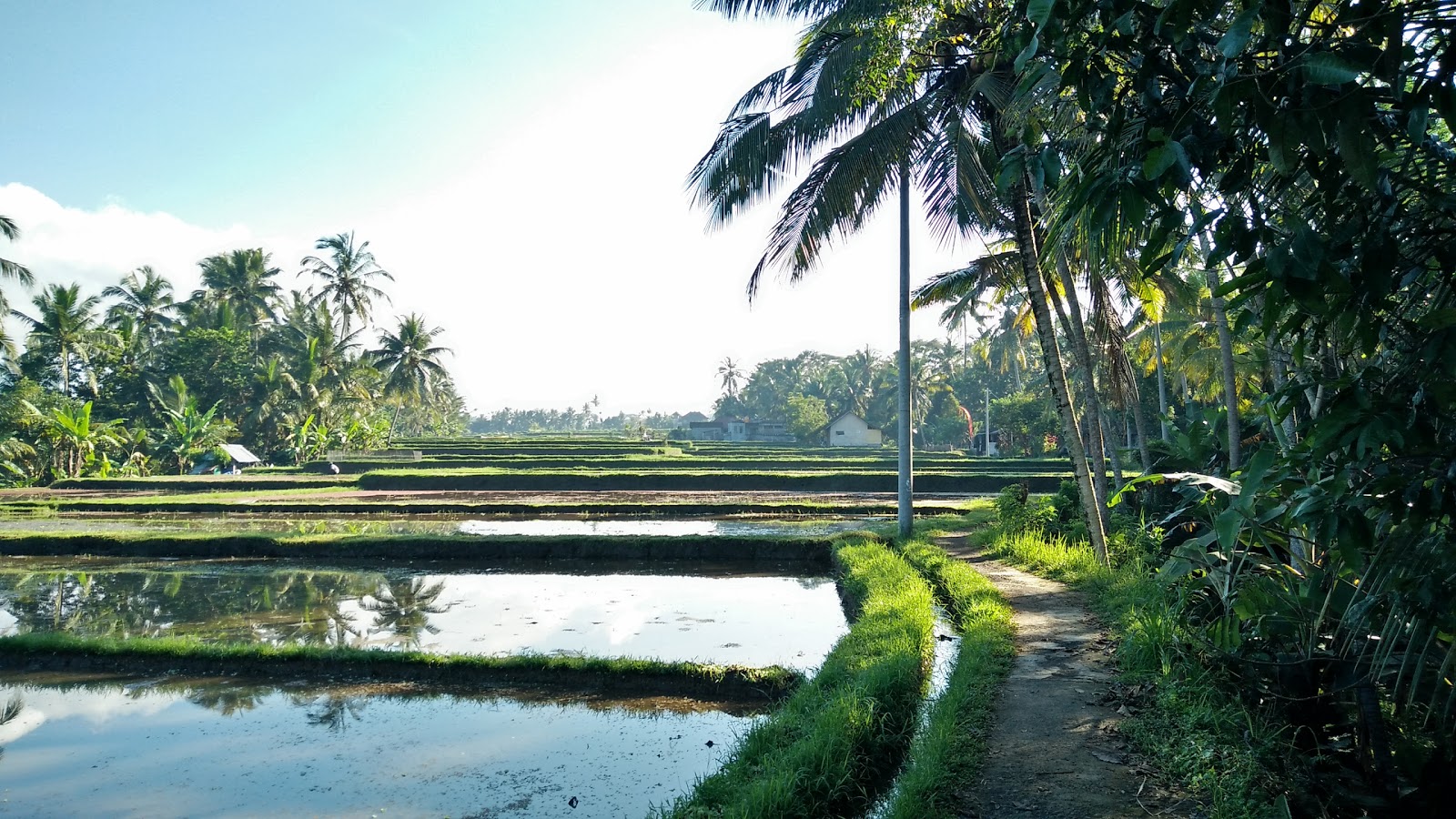 rice terraces Path Through the Rice Fields 102656