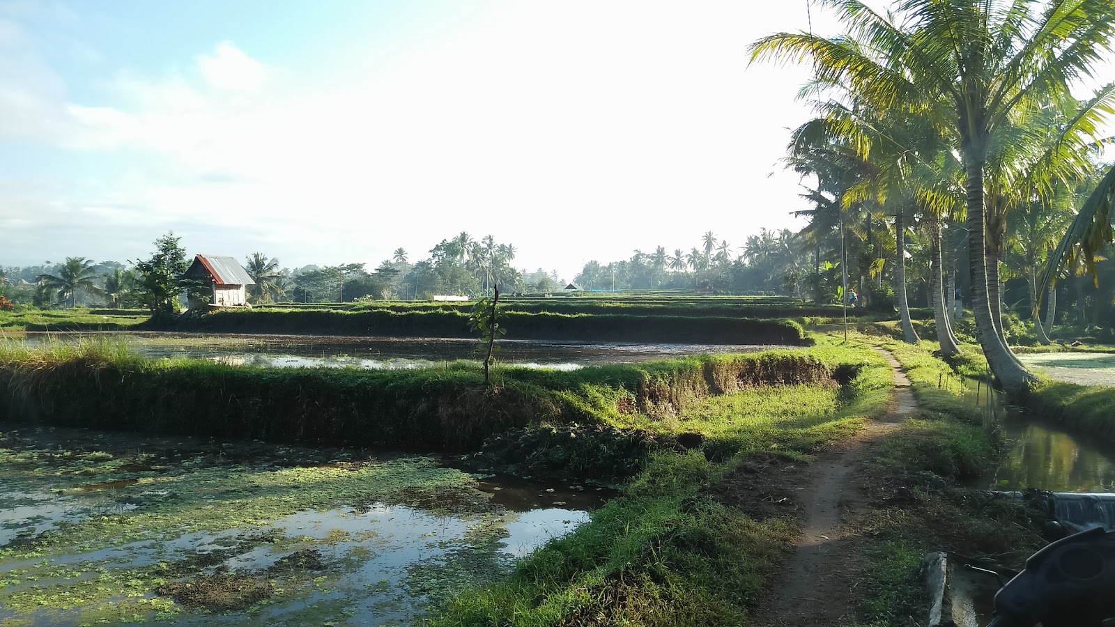 Path Through the Rice Fields