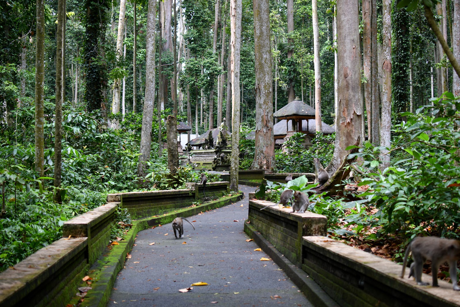 Forest Sangeh Monkey Forest 141810