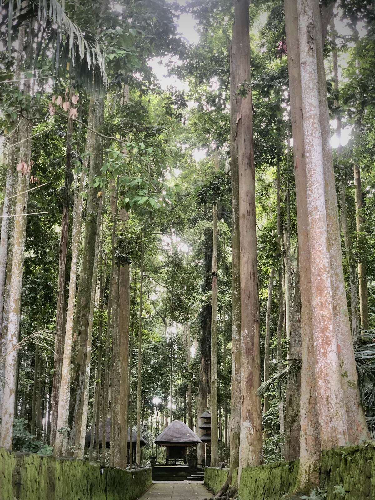 Forest Sangeh Monkey Forest 141811