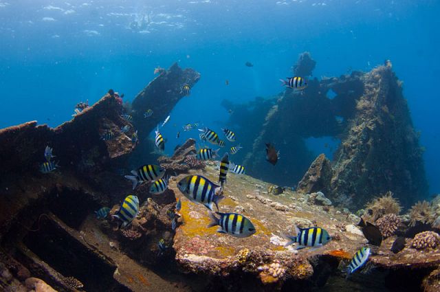 USAT Liberty Shipwreck and Coral Garden