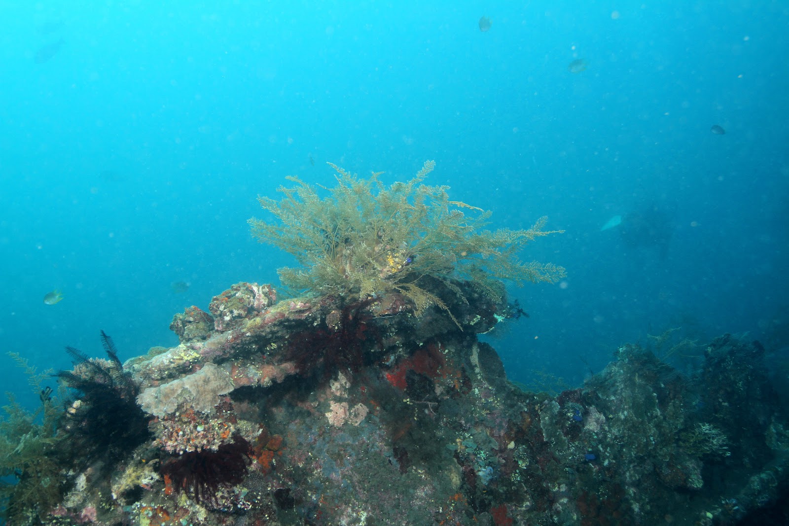 USAT Liberty Shipwreck and Coral Garden