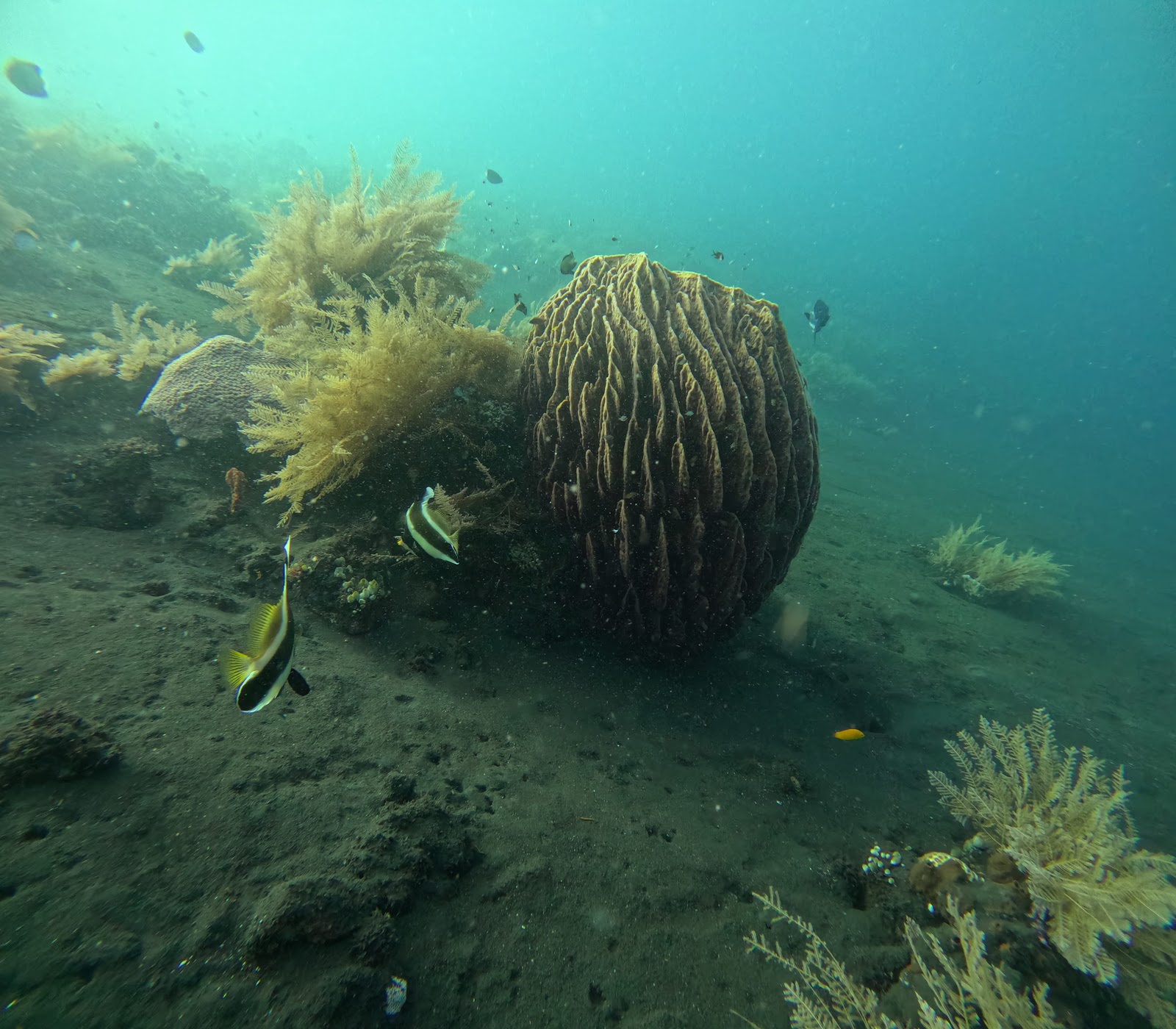 USAT Liberty Shipwreck and Coral Garden