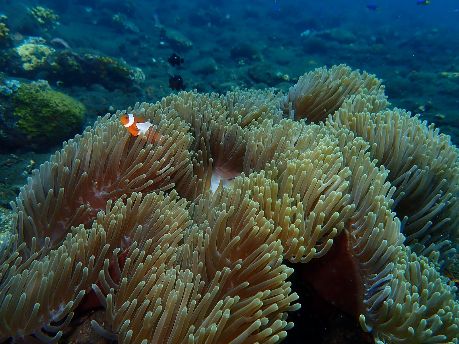 USAT Liberty Shipwreck and Coral Garden