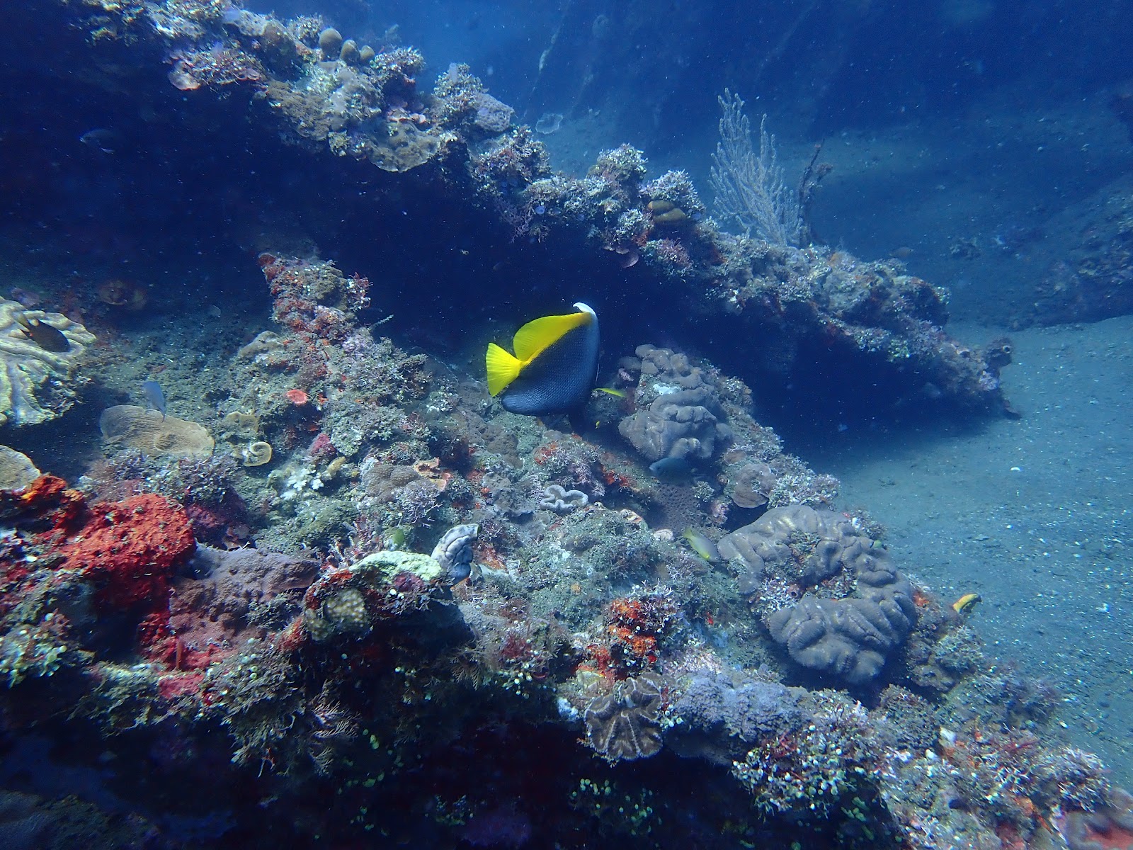 USAT Liberty Shipwreck and Coral Garden