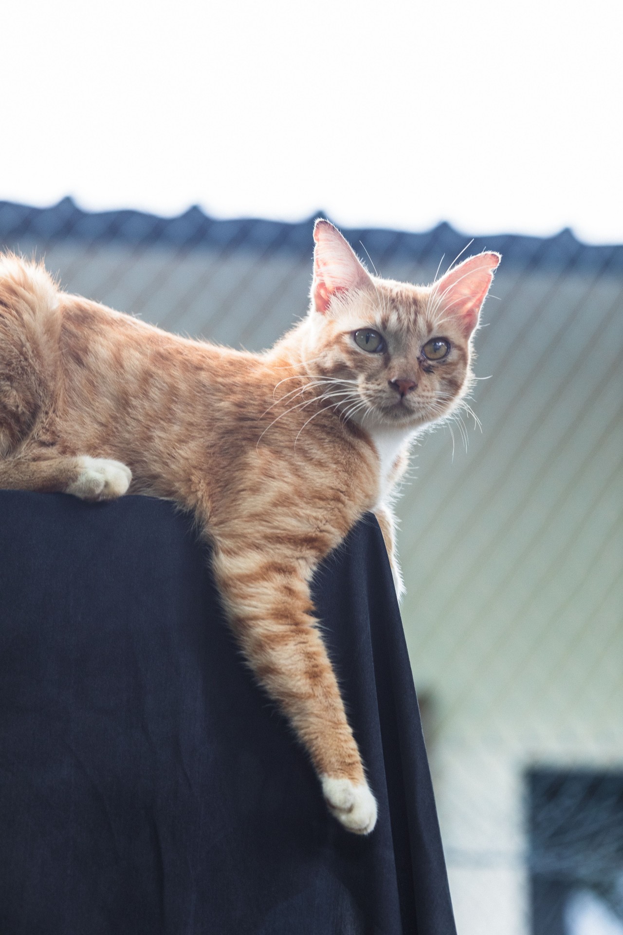 Villa Kitty Foundation: Guardians of Bali's Cats in Need