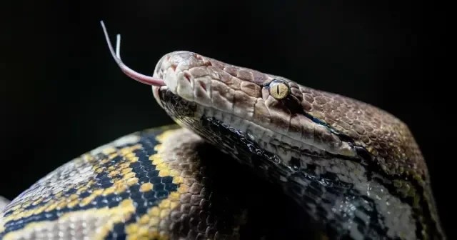 Second Python Attack in a Month Claims Another Woman in Sulawesi