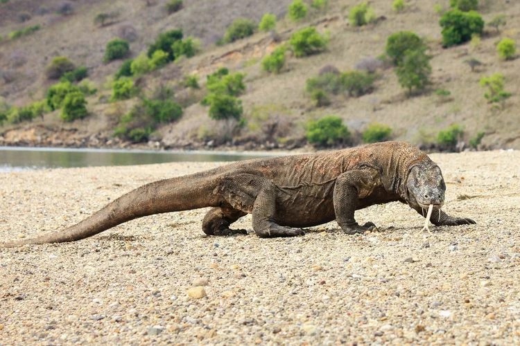 Komodo Island is Closing its Doors to Daily Tourists!