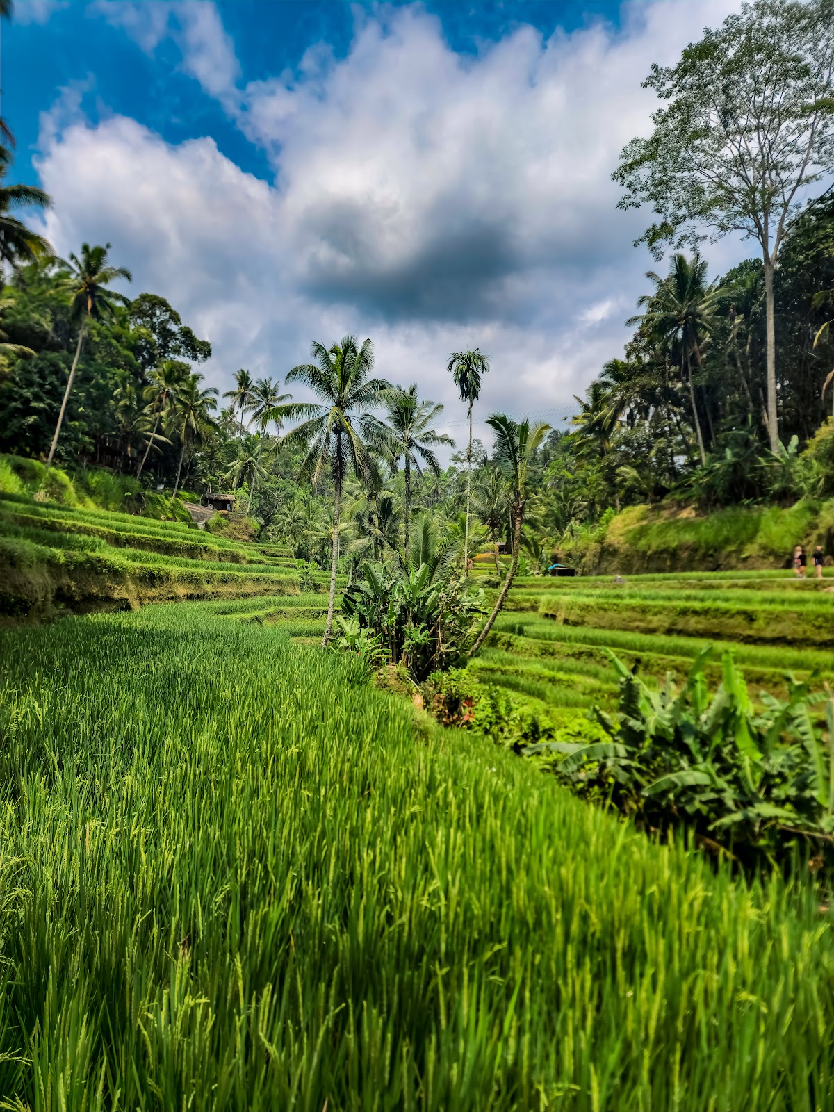 Ceking Rice Terrace