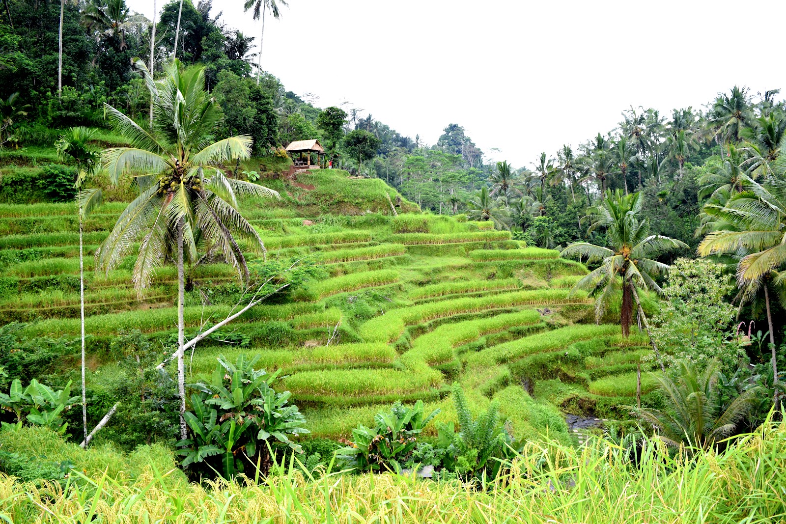 rice terraces Ceking Rice Terrace 10986