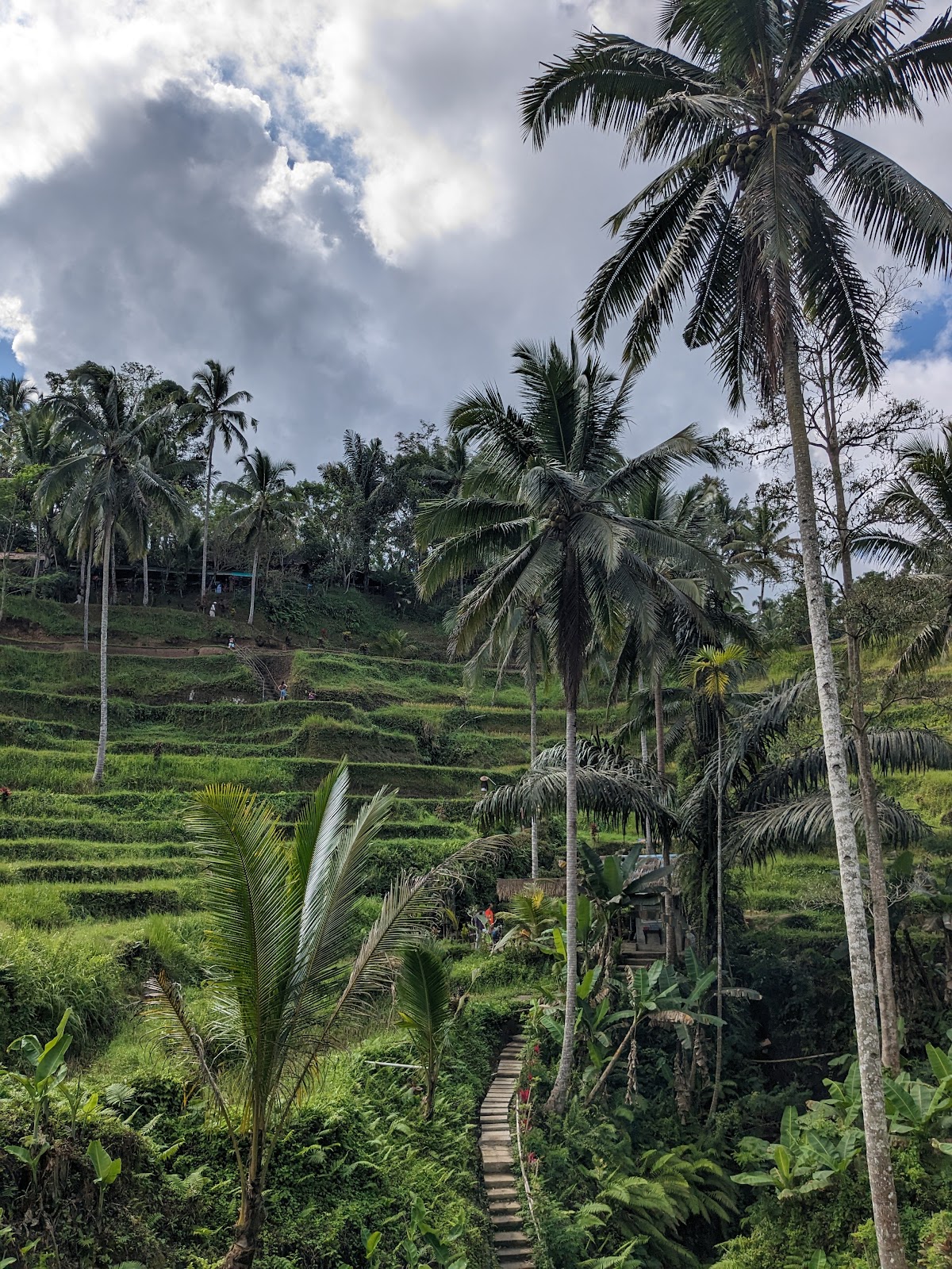 rice terraces Ceking Rice Terrace 10988