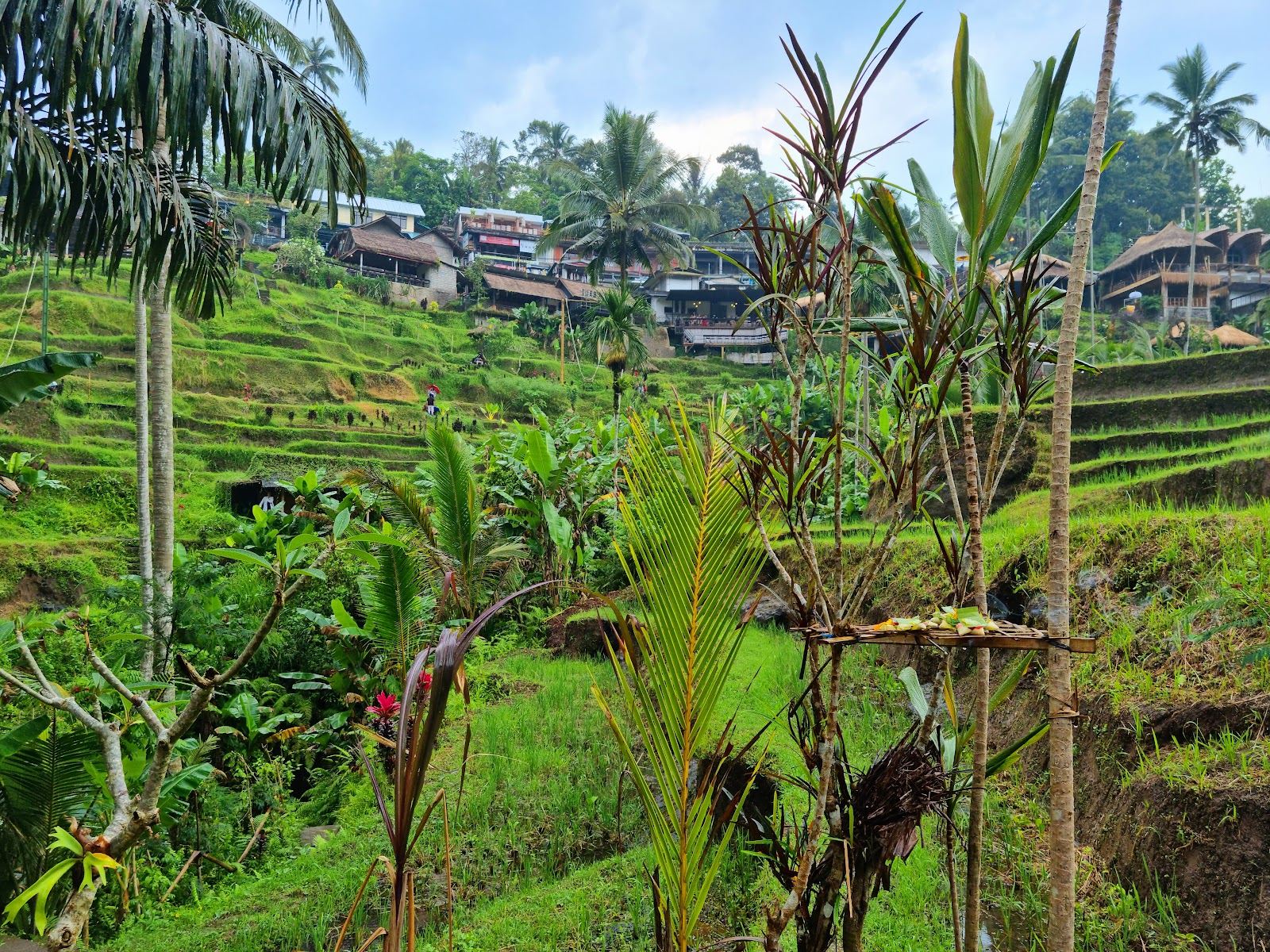 rice terraces Ceking Rice Terrace 10989