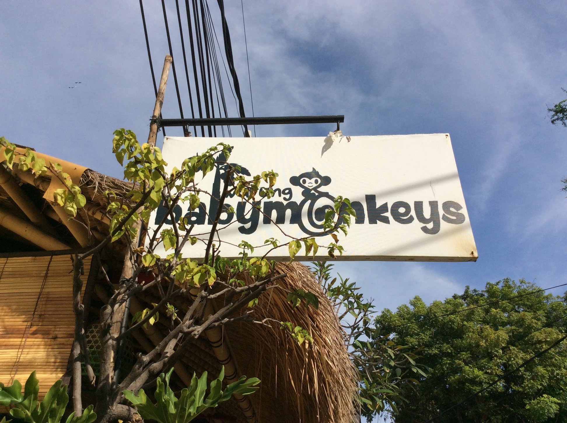 Warung Baby Monkeys