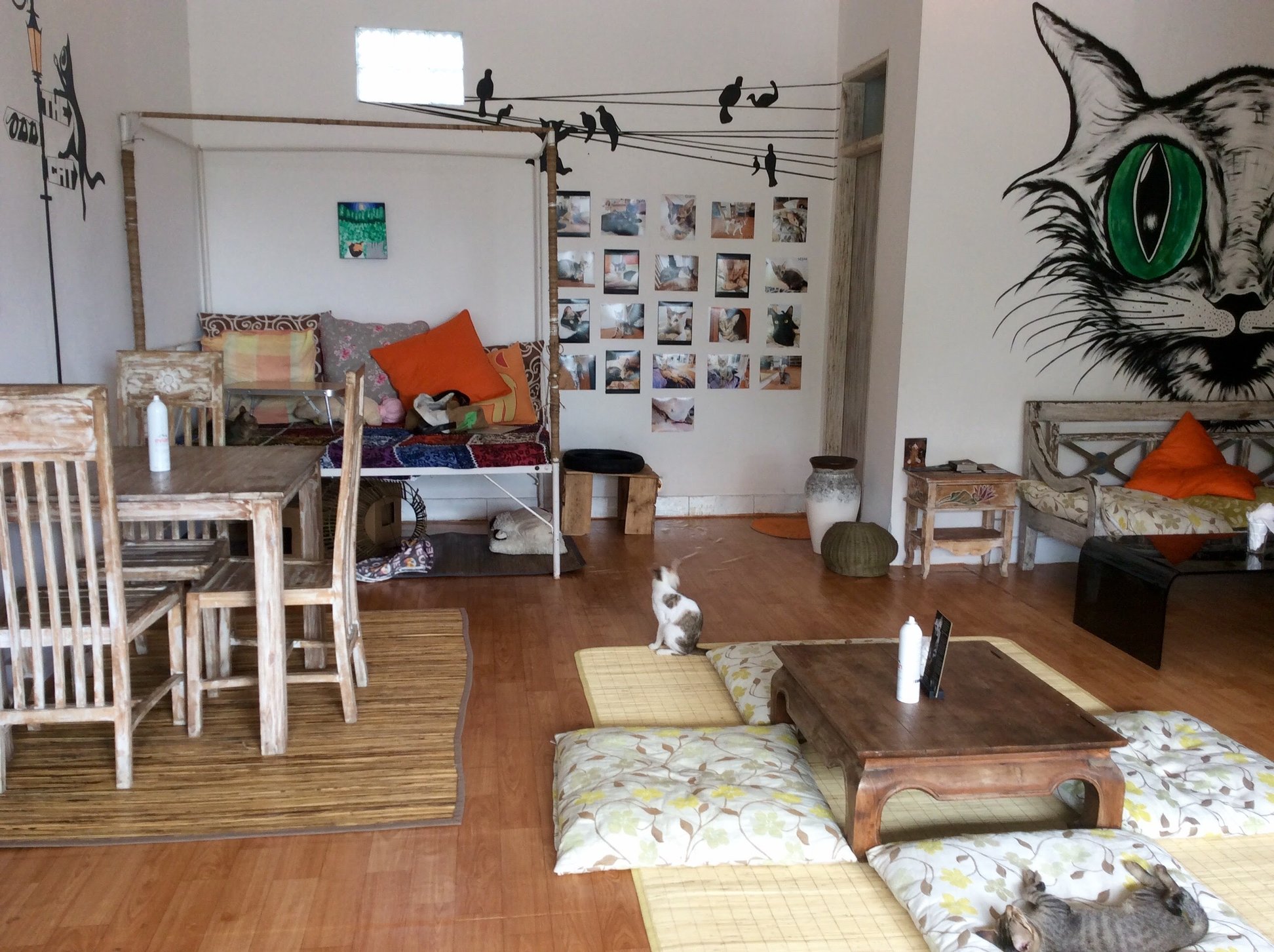 The Odd Cat Cafe