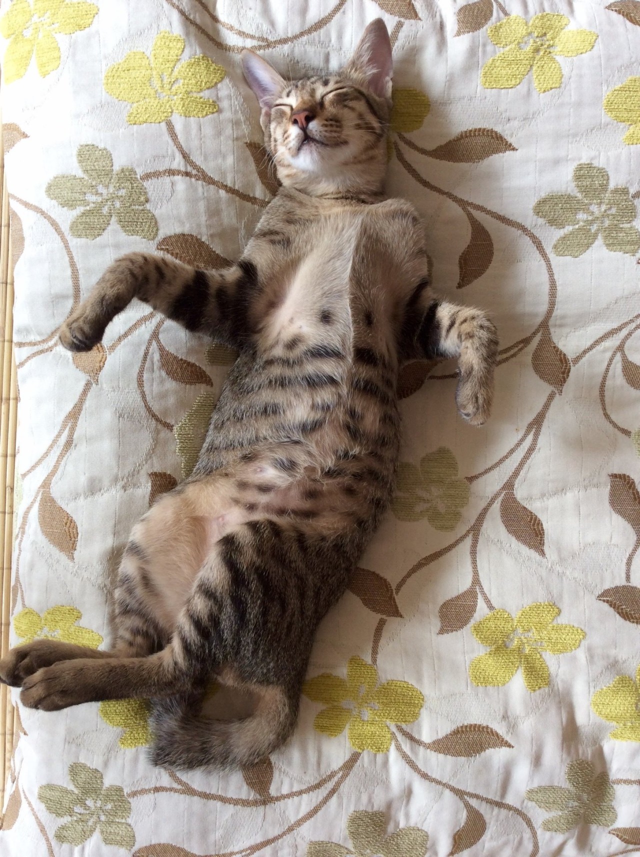 The Odd Cat Cafe