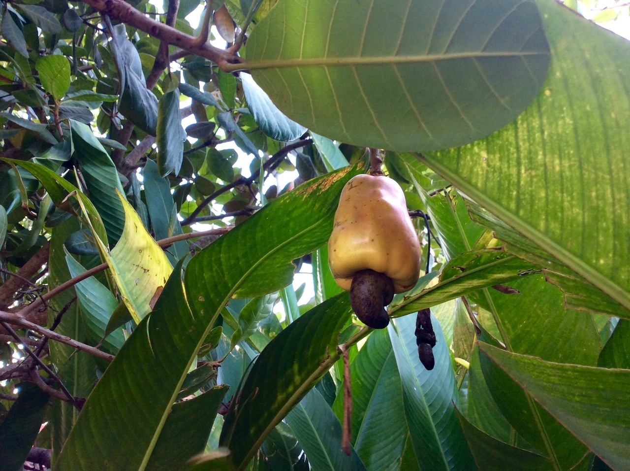 The Cashew Tree