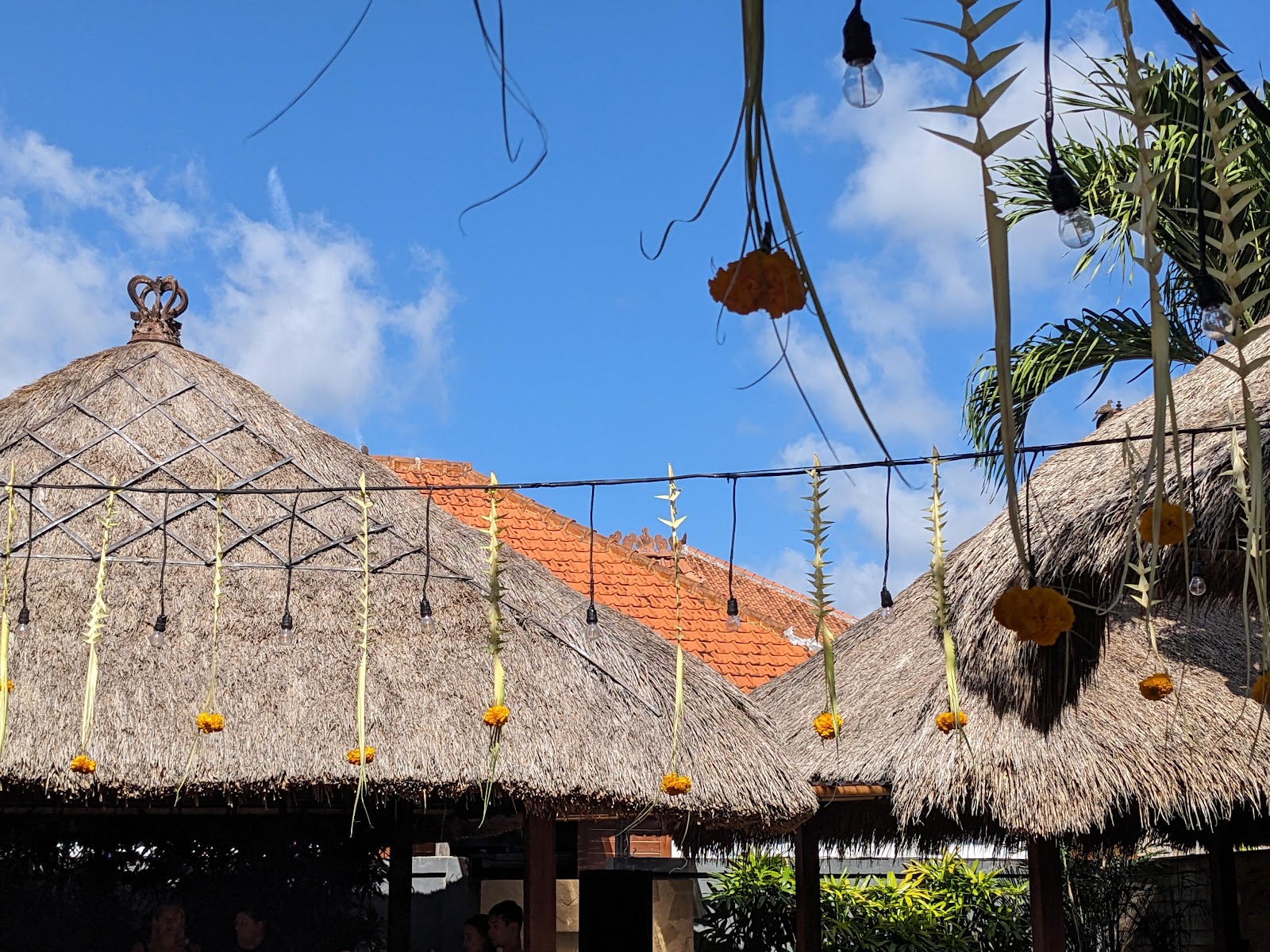 The Cashew Tree