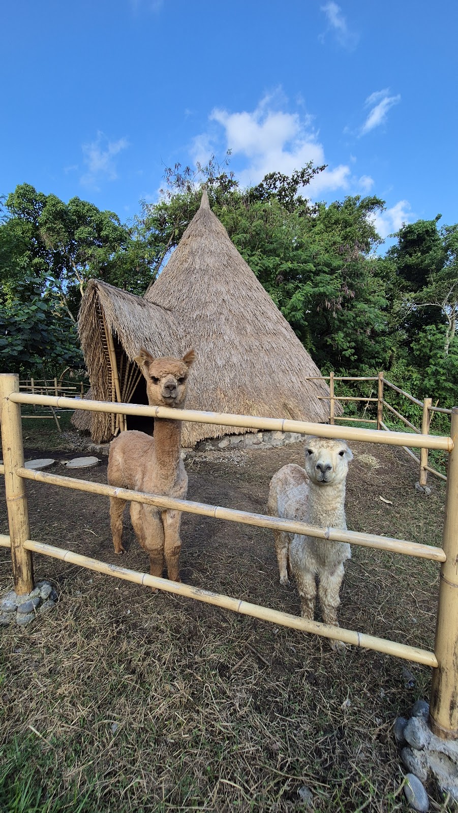 Pacha alpaca