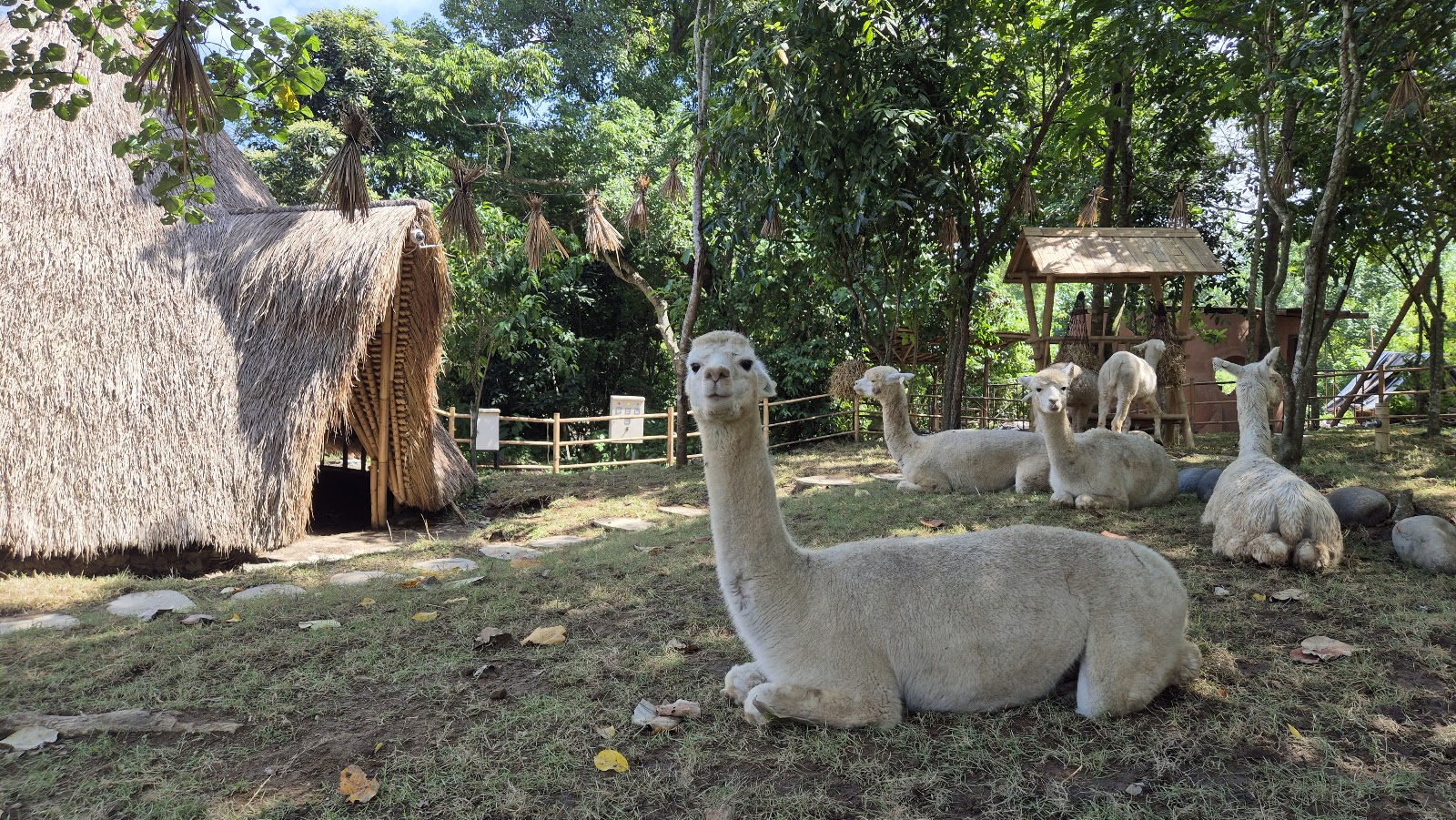 Pacha alpaca