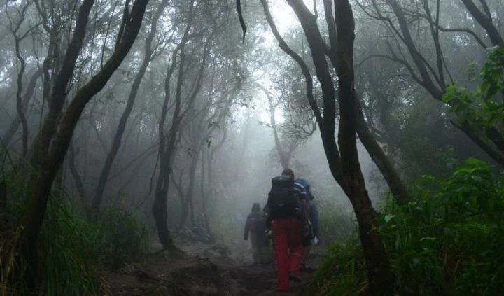 Unlicensed Guide and Client Lost in the Wild on Mount Batukaru!