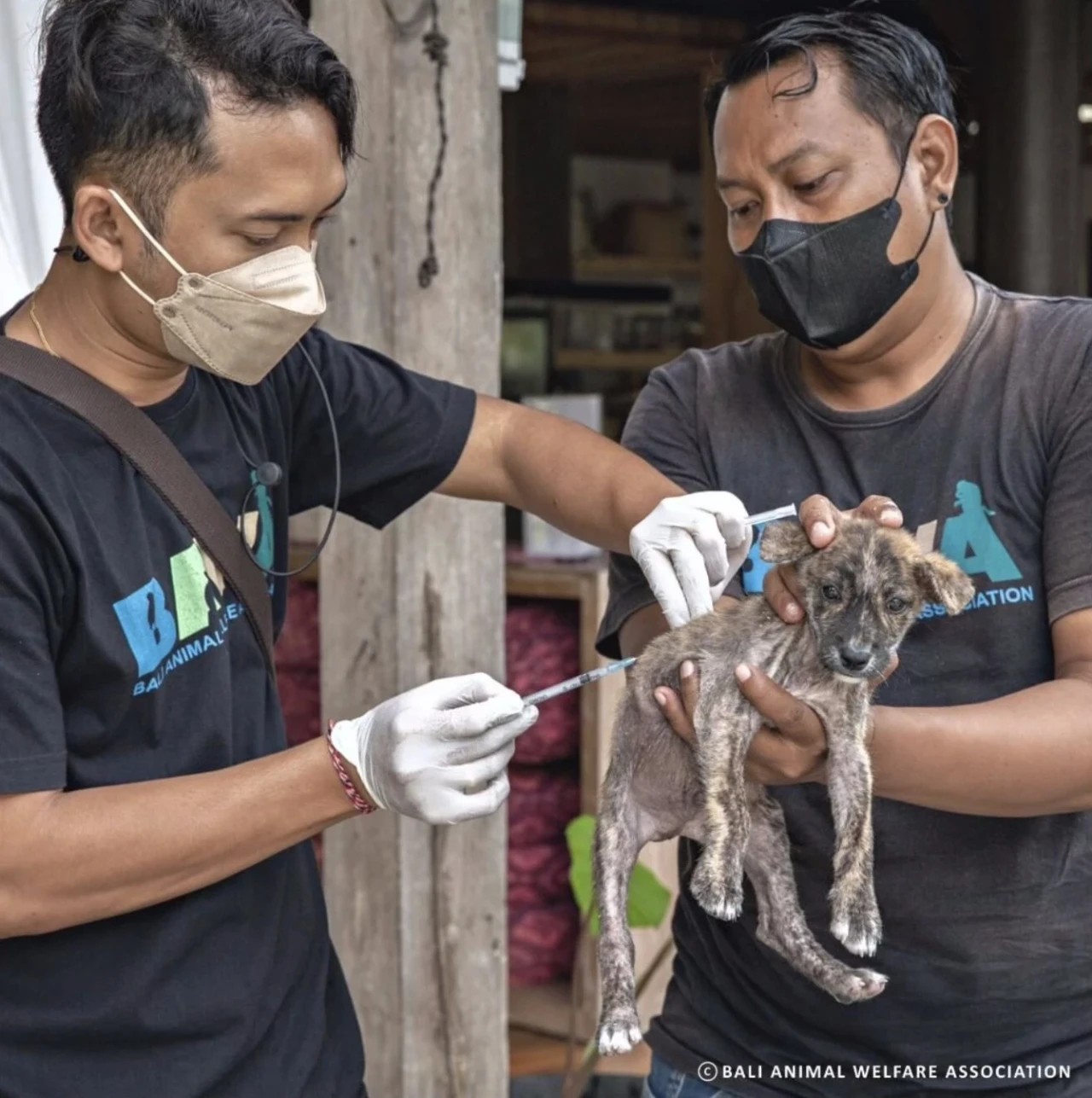 Four People Died of Rabies in Bali. Tourists are Urged to Be More Cautious