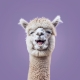 Pacha Alpaca avatar