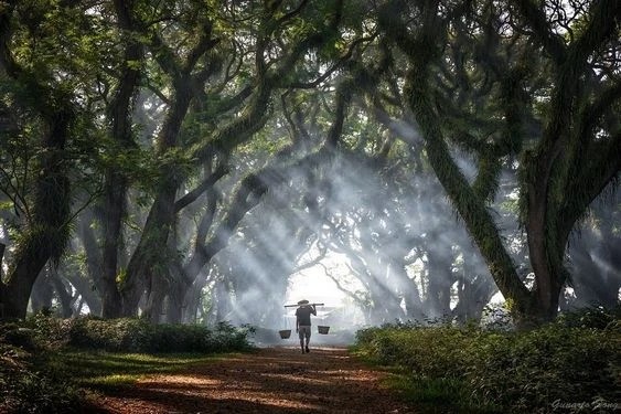 Leisurely Ijen and the Enchanted Forest of Jawatan Benculuk