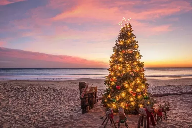 Where to buy a Christmas tree in Bali