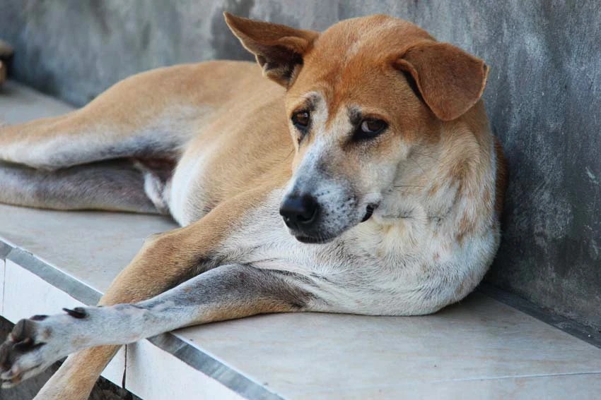 Rabid Dog Attack: Tourist Bitten in Ubud!