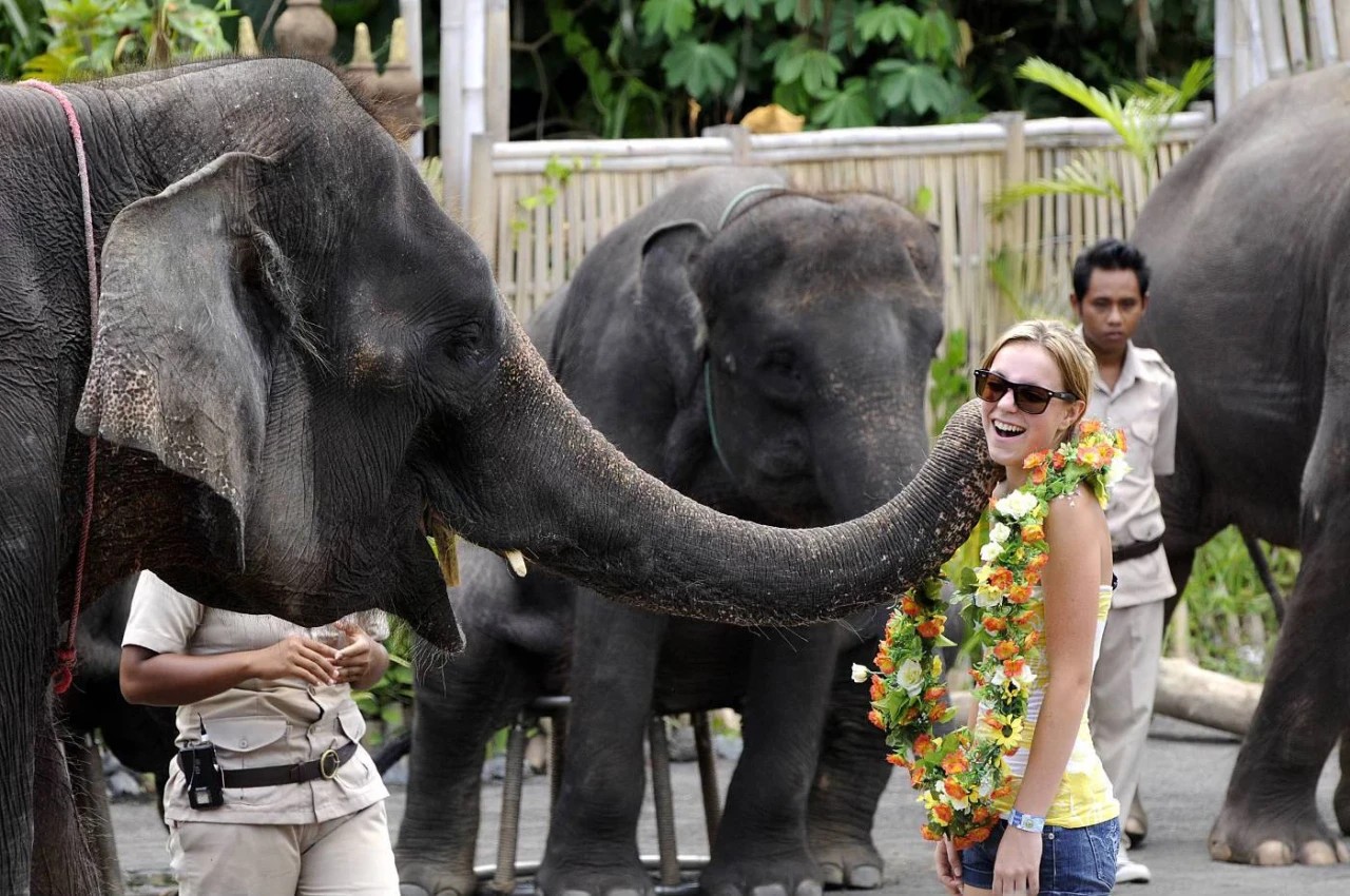 Blogger Calls for Bali Zoo Boycott – What Could Happen Next?