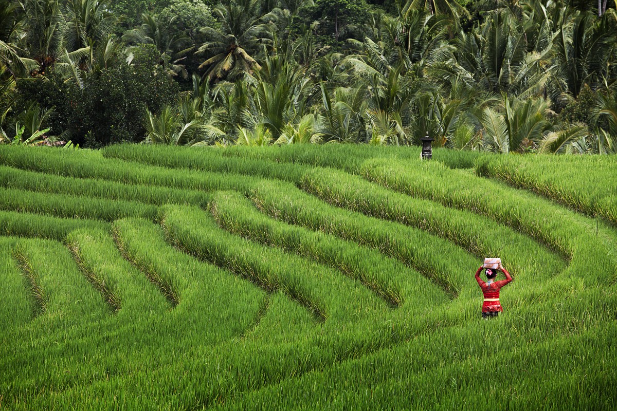 The Practice of Subak: How Bali’s Ancient Water Management System Sustains Rice Farming