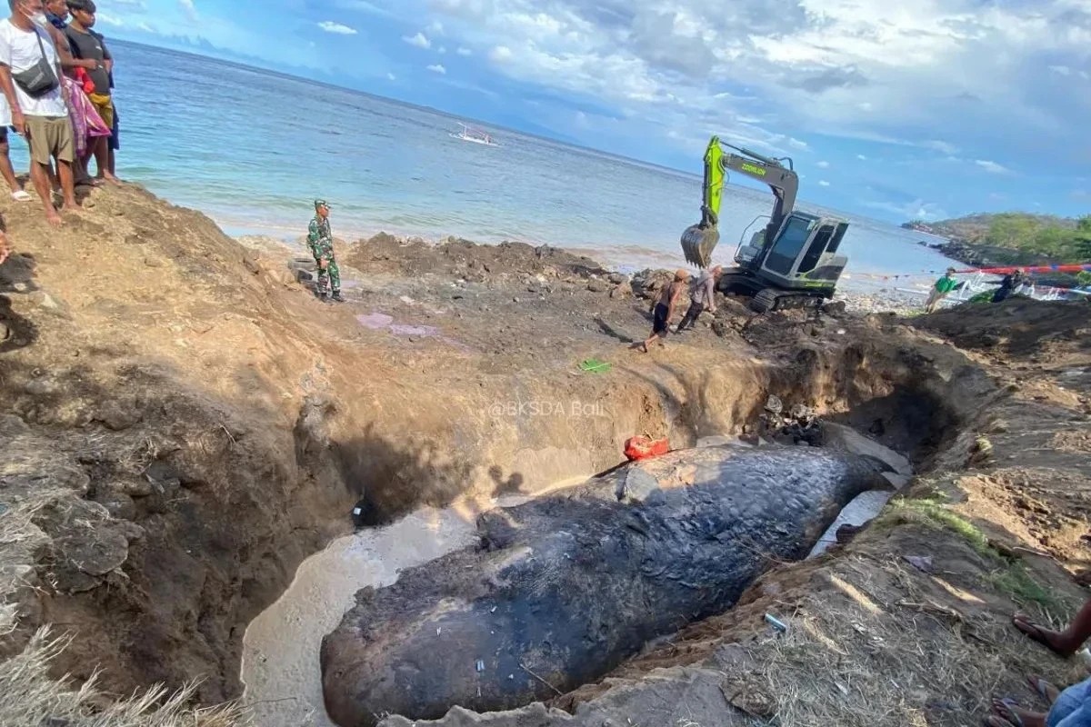 Tragedy in Bali: 12-Meter Whale Found Dead Off the Coast