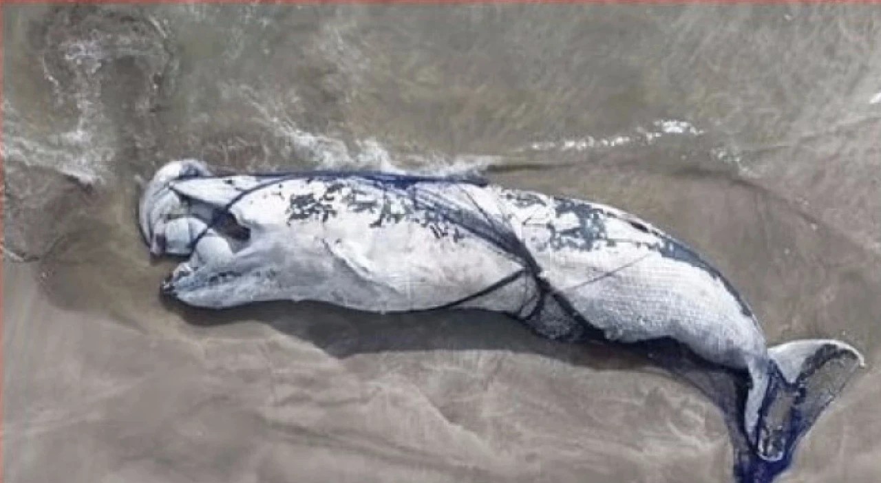 Tragedy in Bali: 7-Meter Whale Caught in Fishing Nets Dies Near Shore