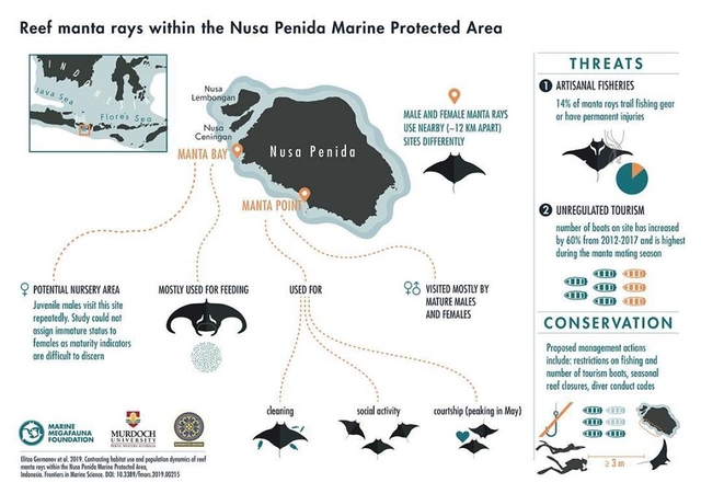 Nusa Penida could be a manta ray nursery