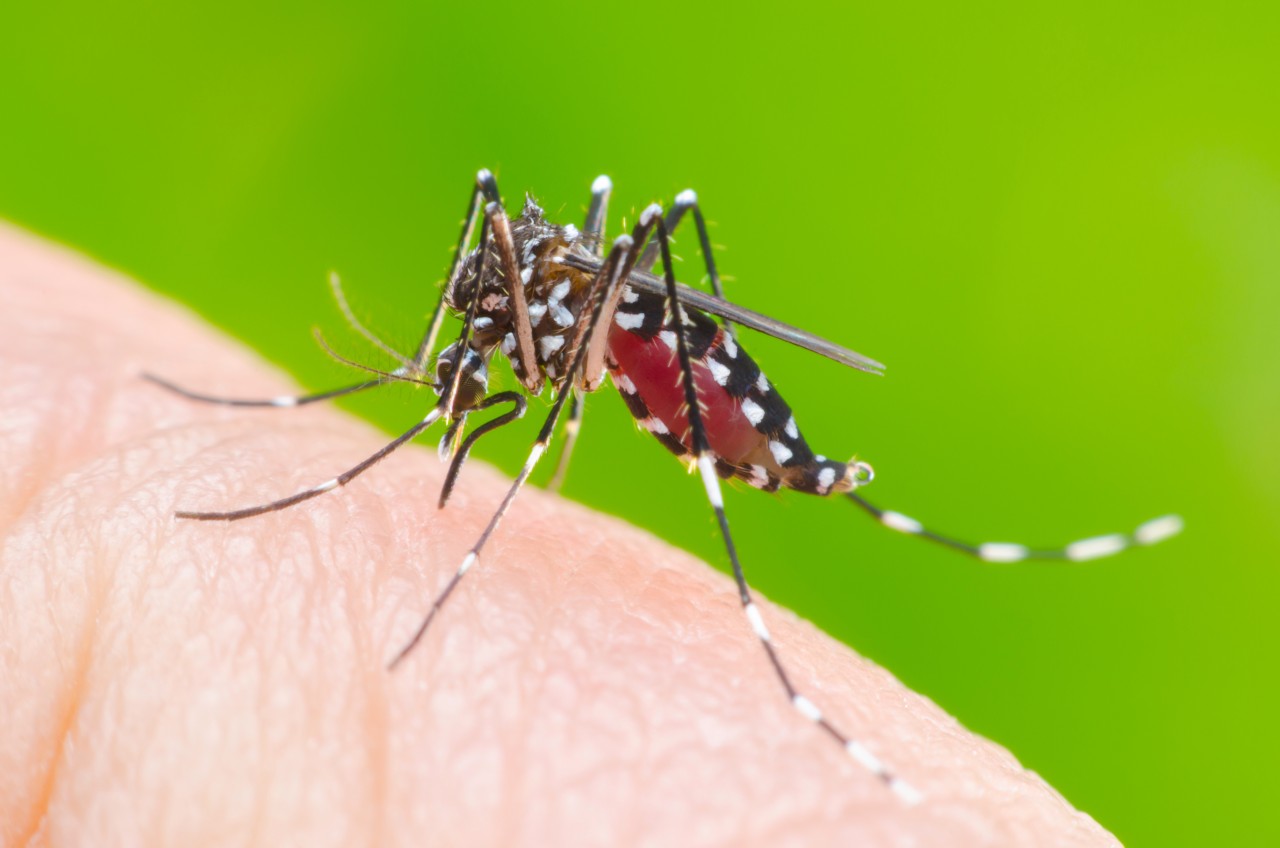 Australians Cautioned About Dengue Fever Risks in Bali