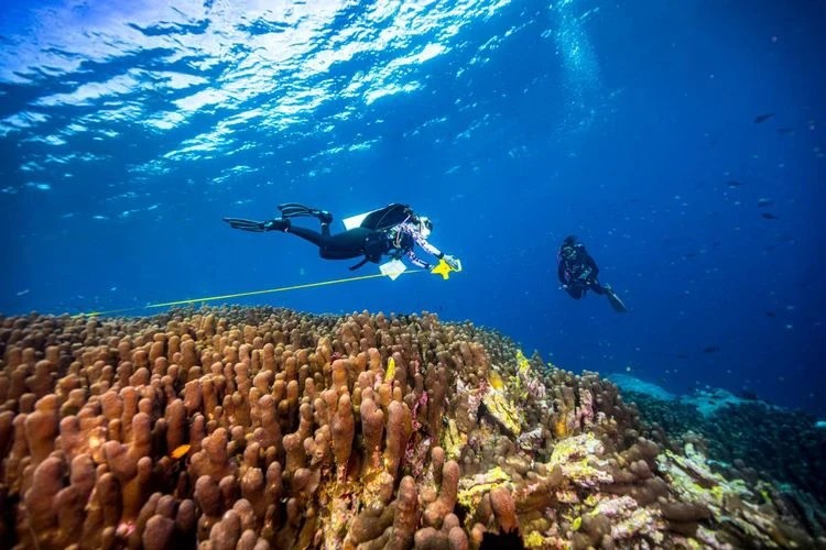 World’s Largest Coral Reef Discovered at Nusa Penida!