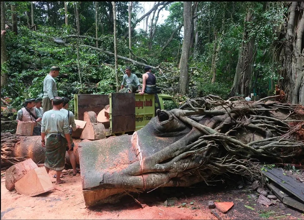 Monkey Forest in Ubud Closed Indefinitely Following Tourist Tragedy!